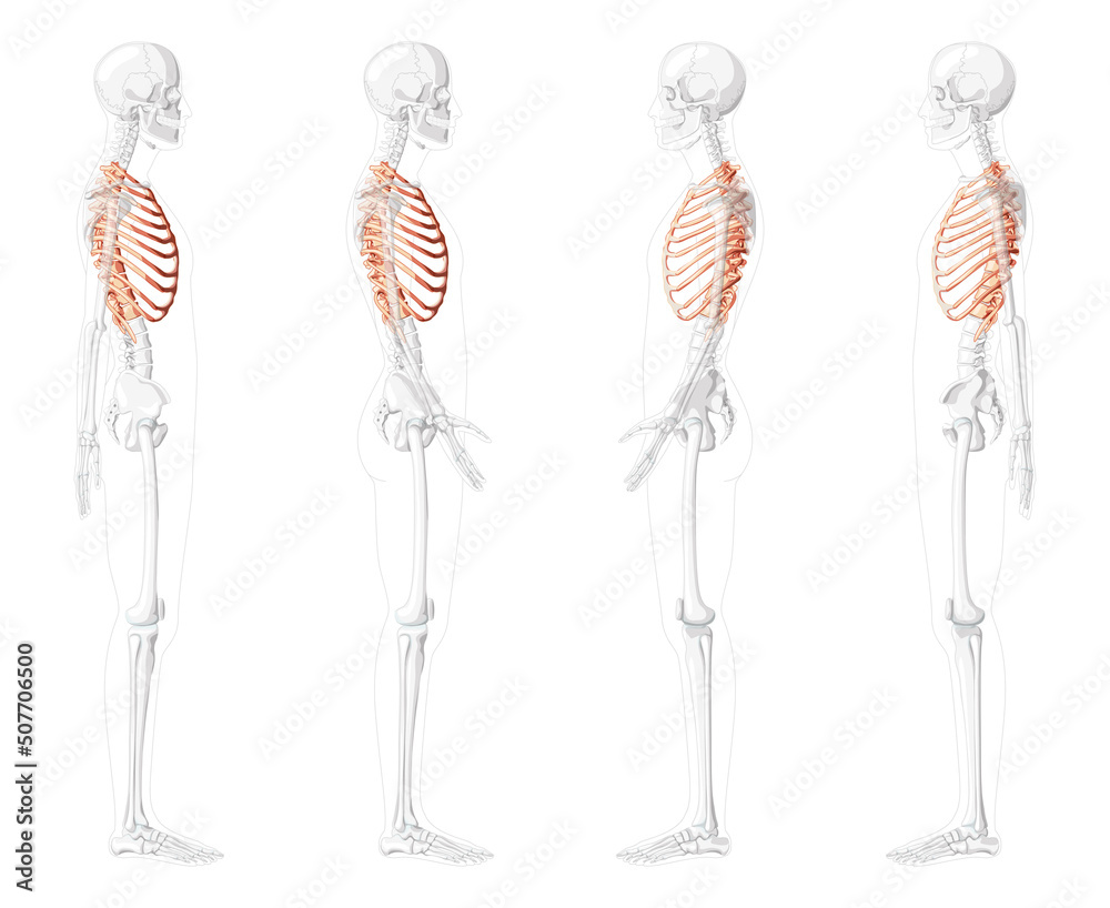 Set of Rib cages Skeleton Human side lateral view with partly ...