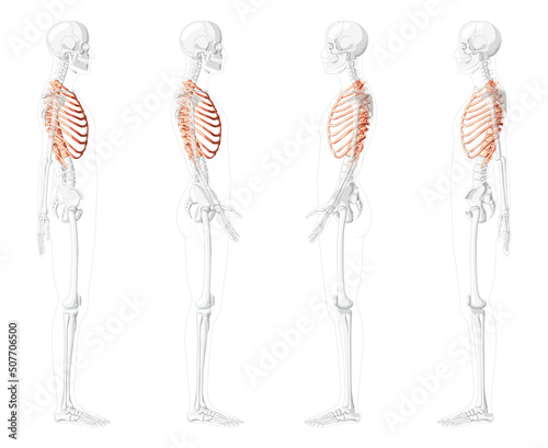 Set of Rib cages Skeleton Human side lateral view with partly transparent skeleton position. Anatomically correct realistic flat natural color concept Vector illustration isolated on white background