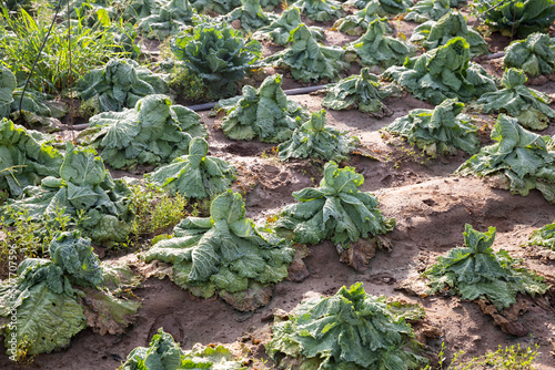 Savoy cabbage on field with many damages after thunderstorm with massive rain