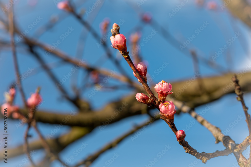 Close-up photo of apple tree brunches with pink flower buds in springtime. Blue sky in background. Close-up photo of apple tree brunches with pink flower buds in springtime. Blue sky in background.