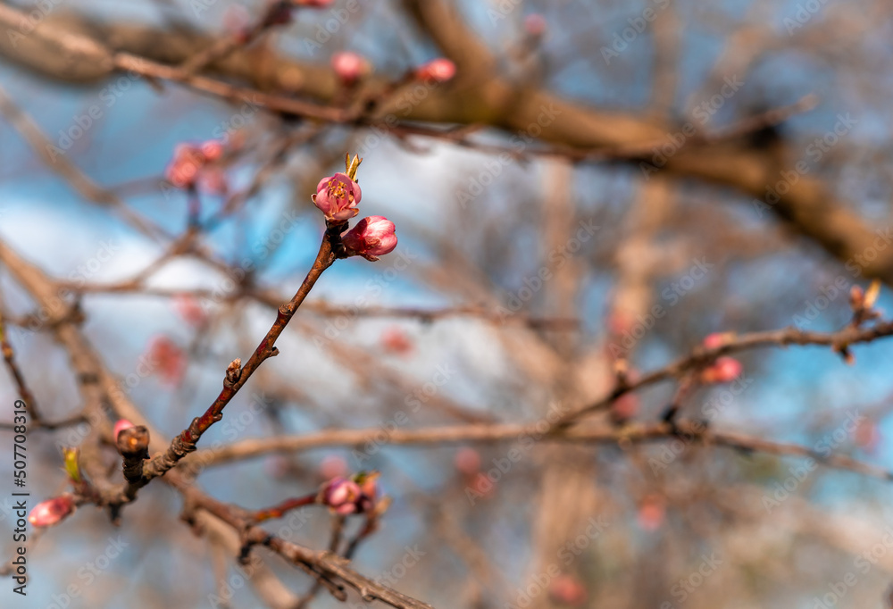 Close-up photo of apple tree brunches with pink flower buds in springtime. Blue sky in background. Close-up photo of apple tree brunches with pink flower buds in springtime. Blue sky in background.