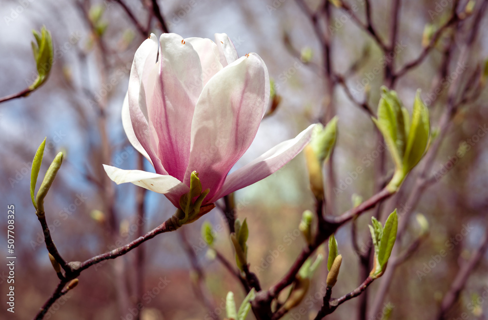 Close-up photo of beautiful pink magnolia flower blooming on the tree in springtime. Background with copyspace. Close-up photo of beautiful pink magnolia flower blooming on the tree in springtime. Background with copyspace.