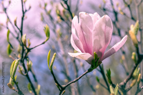 Close-up photo of beautiful pink magnolia flower blooming on the tree in springtime. Background with copyspace. 