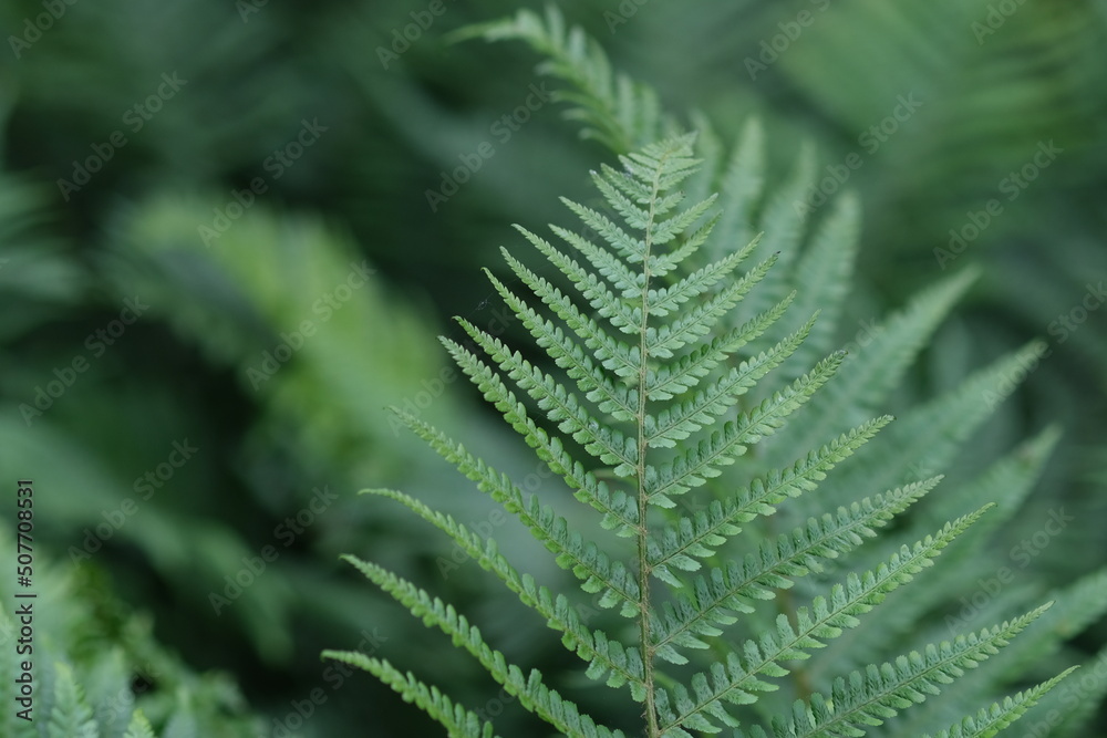 Defocused nature background green color, selective focus. Light Green fern leave in the forest. Leaves texture, natural background. Defocused nature background green color, selective focus. Light Green fern leave in the forest. Leaves texture, natural background.