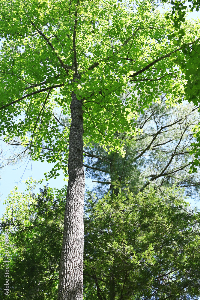 Fototapeta premium Tall Tree