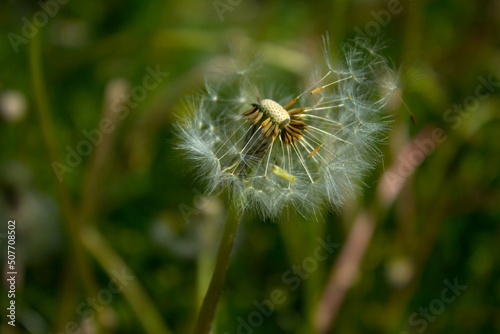 Dandelion flower on the field. Beautiful landscape. background. Texture.