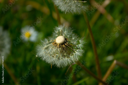 Dandelion flower on the field. Beautiful landscape. background. Texture.