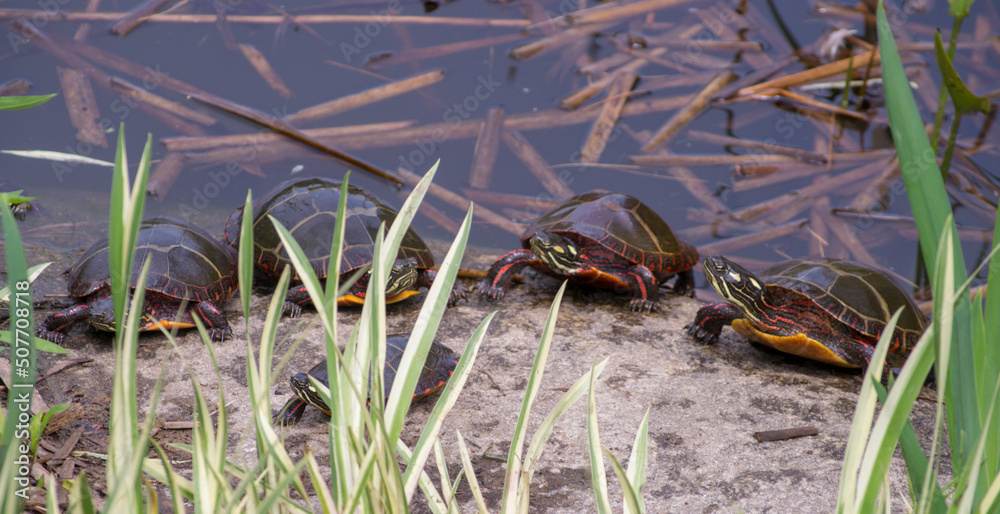 Painted Turtle Group Gathers on Rock Painted Turtle Group Gathers on Rock