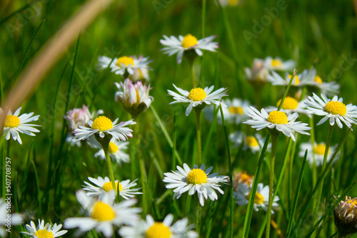 Chamomile flower on the field. Beautiful landscape. Background. Texture.