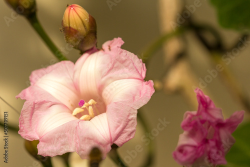 Flor Macro Estigma Rosa