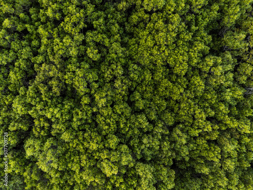Mangroves from Above