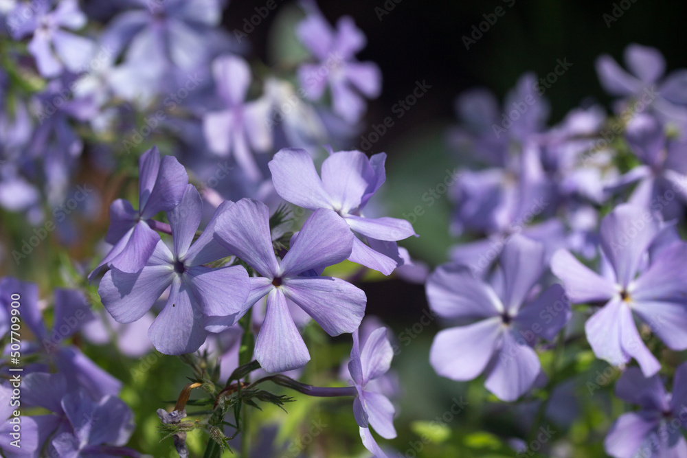 Cluster of Purple Blooming Flowers