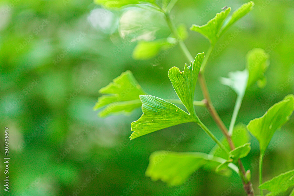 Ginkgo biloba leaf on green blurred background.Ginkgo biloba plant in summer green garden.Alternative medicine and homeopathy.Green natural pharmacy.medicinal plants Ginkgo biloba leaf on green blurred background.Ginkgo biloba plant in summer green garden.Alternative medicine and homeopathy.Green natural pharmacy.medicinal plants