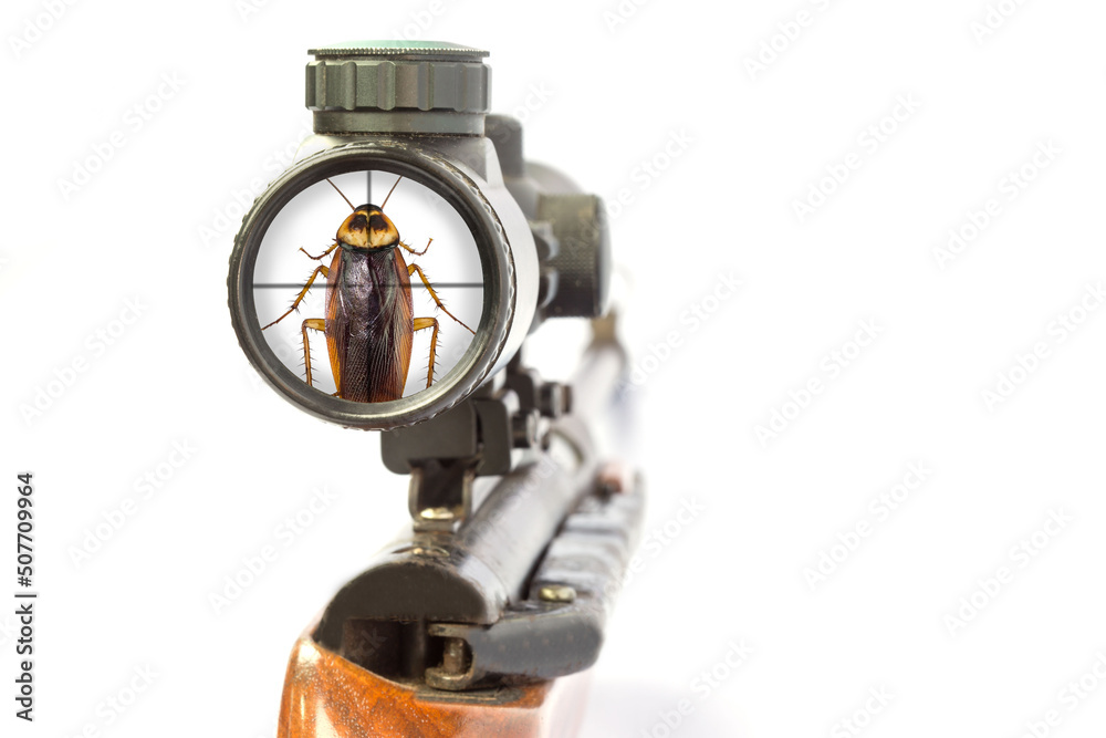The view of a rifle with a cockroach is the goal of removal. The view of a rifle with a cockroach is the goal of removal.
