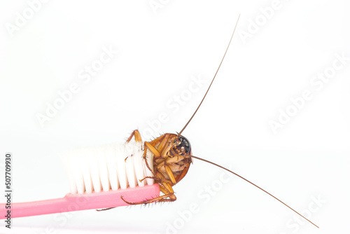 Cockroaches are on the toothbrush in the bathroom, and cockroaches also carry the germs to humans in the home should be equipped with a cockroach protection system.