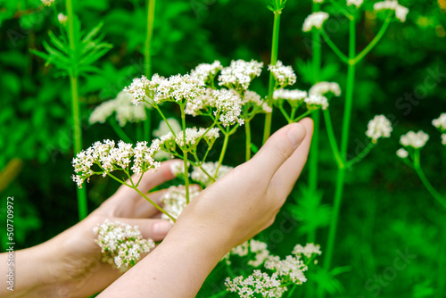 Valerian officinalis.Women's hands collect blooming valerian. Hand touches valerian flowers in the garden .White flowers of Valerian officinalis 