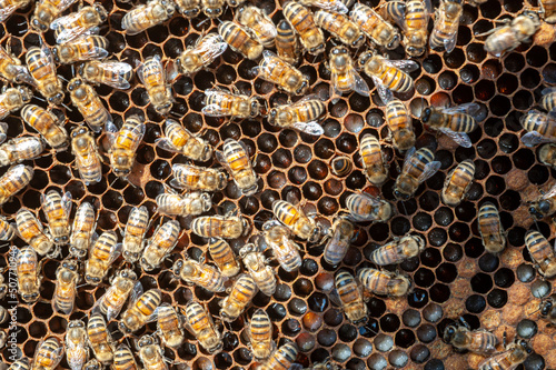 Apis  mellifera brood and workers