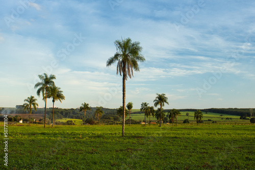 Rural panorama landscape with farms and blue sky during the late afternoon, with fences, pastures, agriculture and trees in the countryside of Brazil
