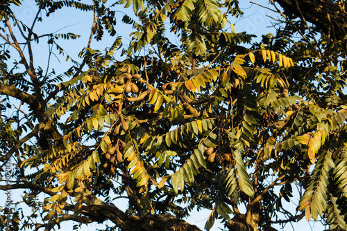 Details of leaves and fruits of the native tree of Brazil called Cedro - Cedrela fissilis - in rural area in sunny day with blue sky photo