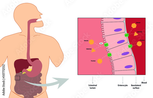 Carbohydrates intestinal digestion and absorption - Glucose, Galactose and Fructose   photo