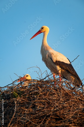 A solitary white stork on a huge nest, Chateau de la Riviere, Normandy, France, Europe