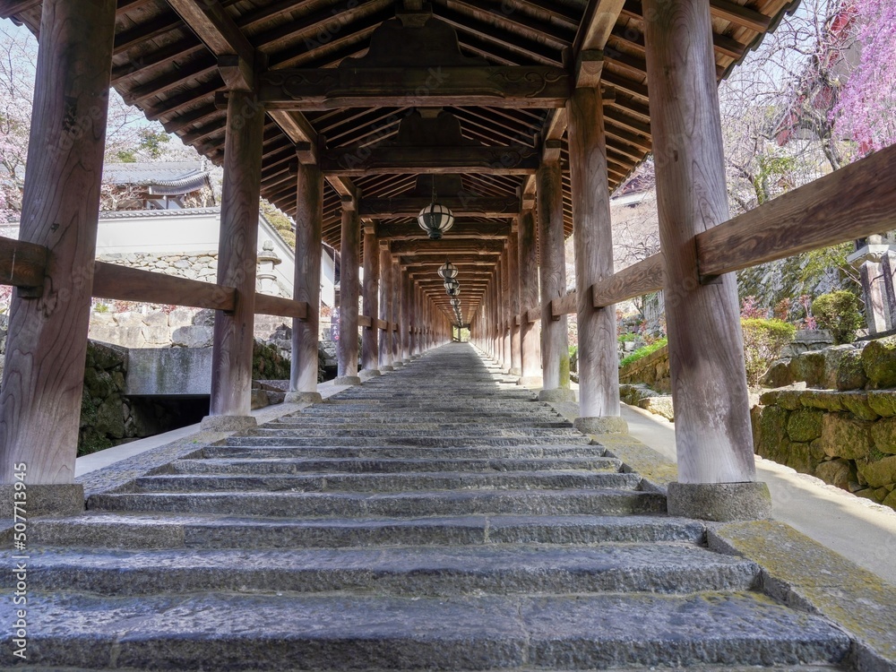 満開の桜の花に囲まれた寺院の石段の情景＠奈良