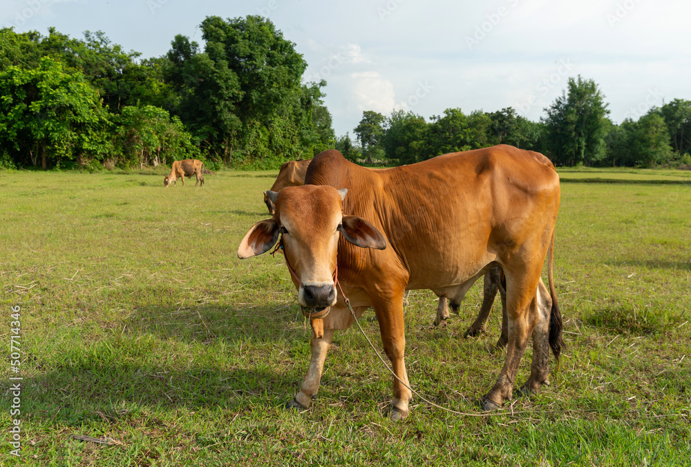 Close up portrait of cow in farm background. Cows standing on the ground with farm agriculture. Traditional cow in asia, cow resting. Image contain grain, soft focus and selective focus.