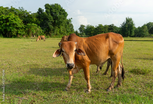 Close up portrait of cow in farm background. Cows standing on the ground with farm agriculture. Traditional cow in asia  cow resting. Image contain grain  soft focus and selective focus.