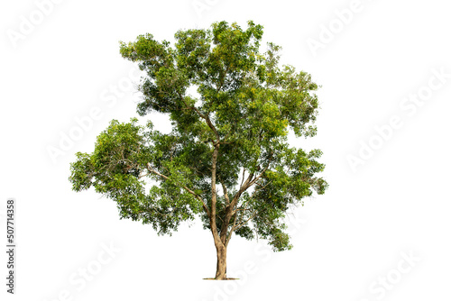 Isolated green tree on white background  Trees isolated on white background  tropical trees isolated used for design  advertising and architecture.