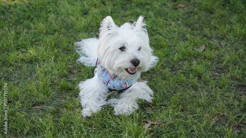 westie