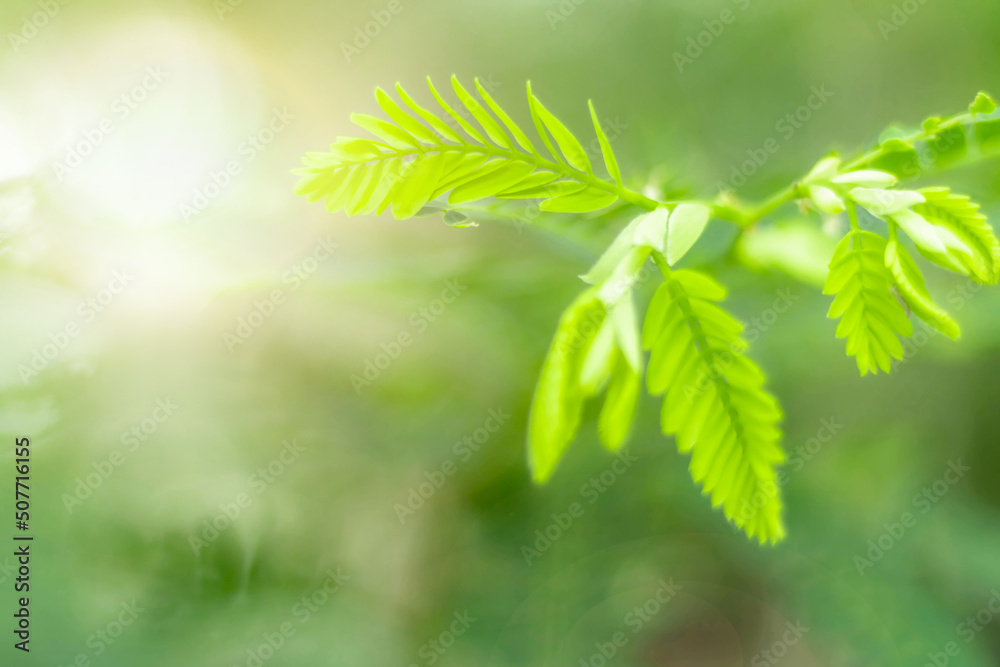 Blurred Leaves Abstract Background Green Leaf Bokeh Blurred Nature Bokeh nature wallpaper. Bokeh Blurred Leaves Abstract Background Green Leaf Bokeh Blurred Nature Bokeh nature wallpaper. Bokeh