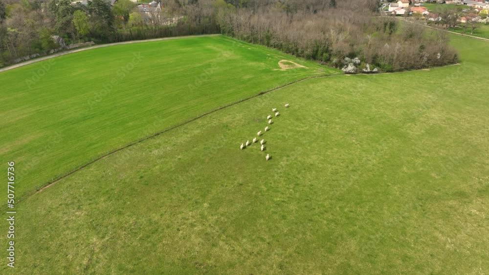 Aerial view of herd of cows grazing on farmland field Aerial view of herd of cows grazing on farmland field