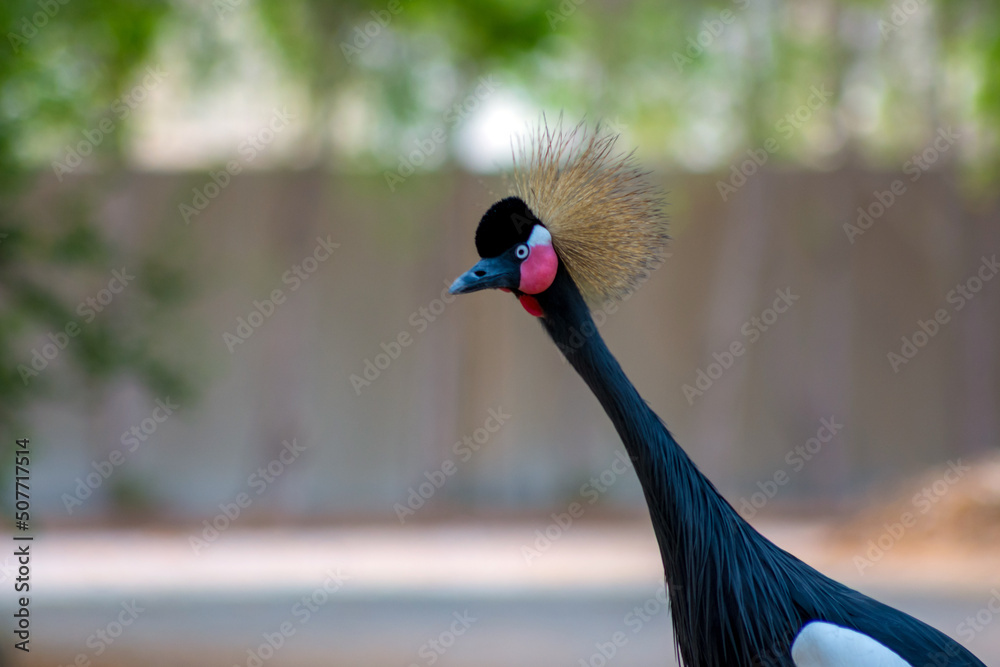 Fototapeta premium black crowned crane