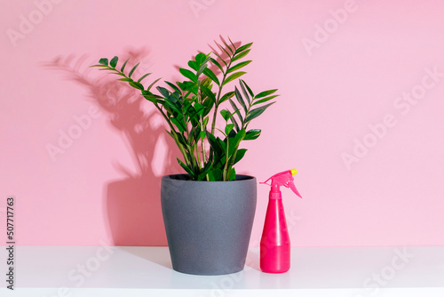 Potted plant zamioculcas and pink spray water bottle on white shelf at pink background.