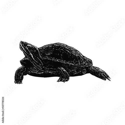 painted turtle illustration isolated on background	 photo