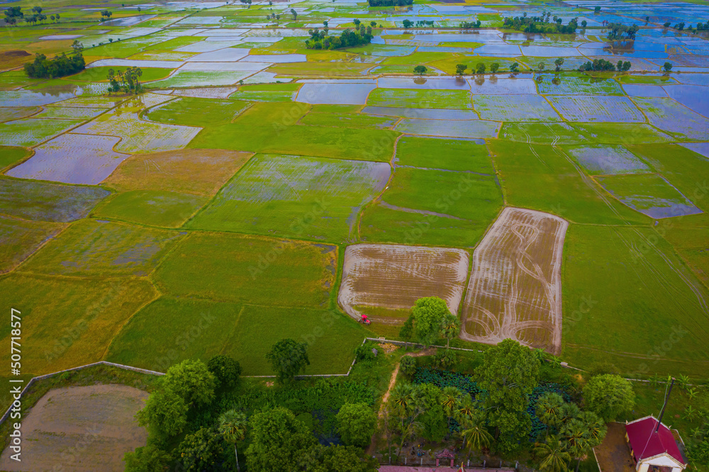 Aerial view of fresh green and yellow rice fields and palmyra trees in Mekong Delta, Tri Ton town, An Giang province, Vietnam. Ta Pa rice field.