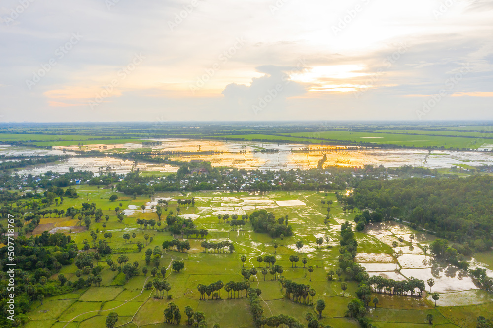 Fototapeta premium Aerial view of fresh green and yellow rice fields and palmyra trees in Mekong Delta, Tri Ton town, An Giang province, Vietnam. Ta Pa rice field.