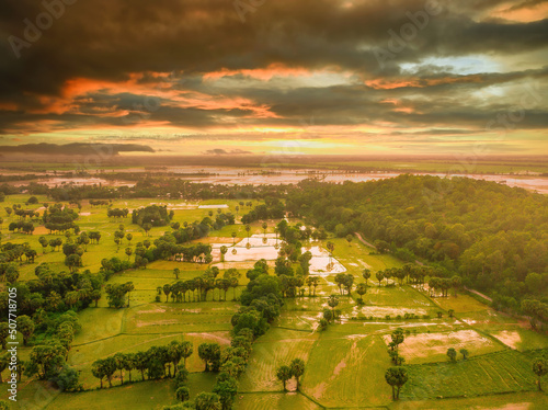 Aerial view of fresh green and yellow rice fields and palmyra trees in Mekong Delta  Tri Ton town  An Giang province  Vietnam. Ta Pa rice field.