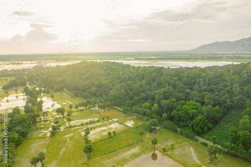 Aerial view of fresh green and yellow rice fields and palmyra trees in Mekong Delta, Tri Ton town, An Giang province, Vietnam. Ta Pa rice field. photo