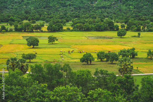 Aerial view of fresh green and yellow rice fields and palmyra trees in Mekong Delta, Tri Ton town, An Giang province, Vietnam. Ta Pa rice field. photo