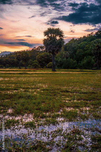 Aerial view of fresh green and yellow rice fields and palmyra trees in Mekong Delta, Tri Ton town, An Giang province, Vietnam. Ta Pa rice field.