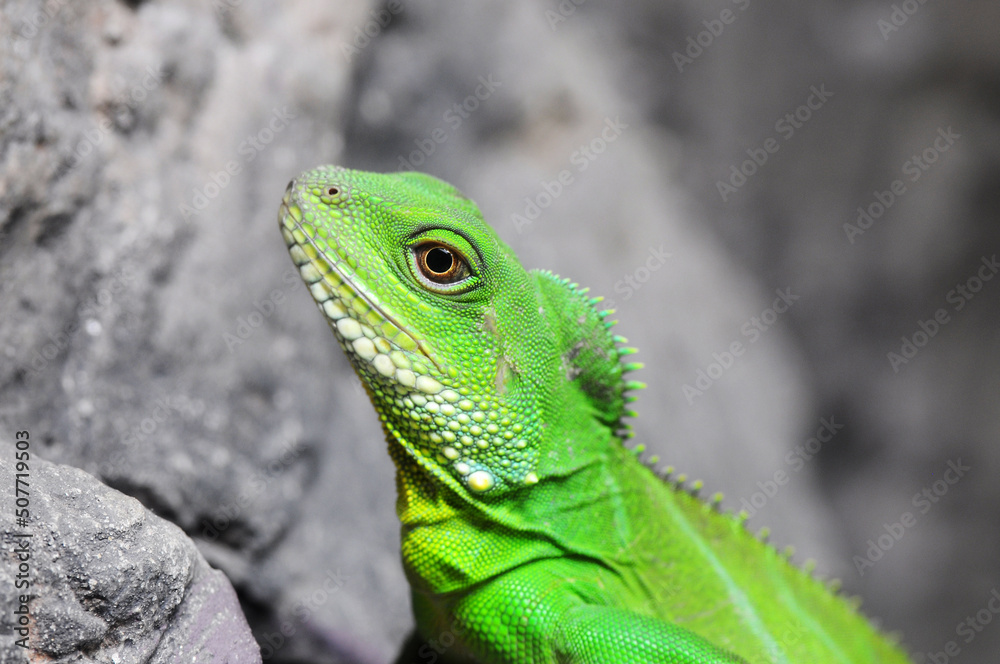 Obraz premium Closeup Green Water Dragon or Thai Water Dragon