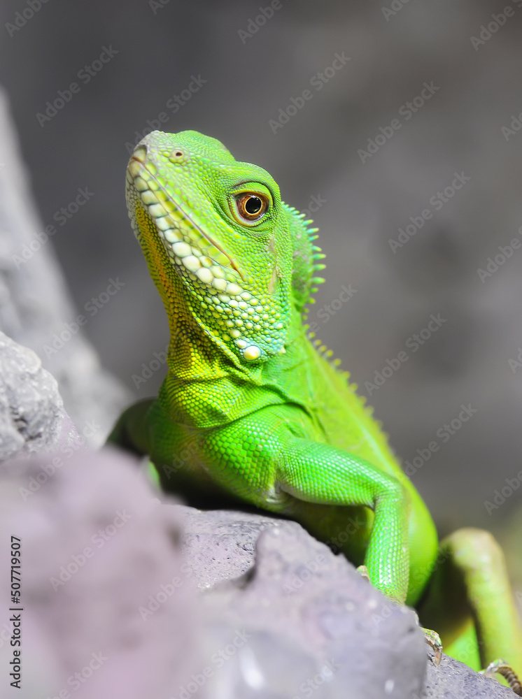 Closeup Green Water Dragon or Thai Water Dragon Closeup Green Water Dragon or Thai Water Dragon