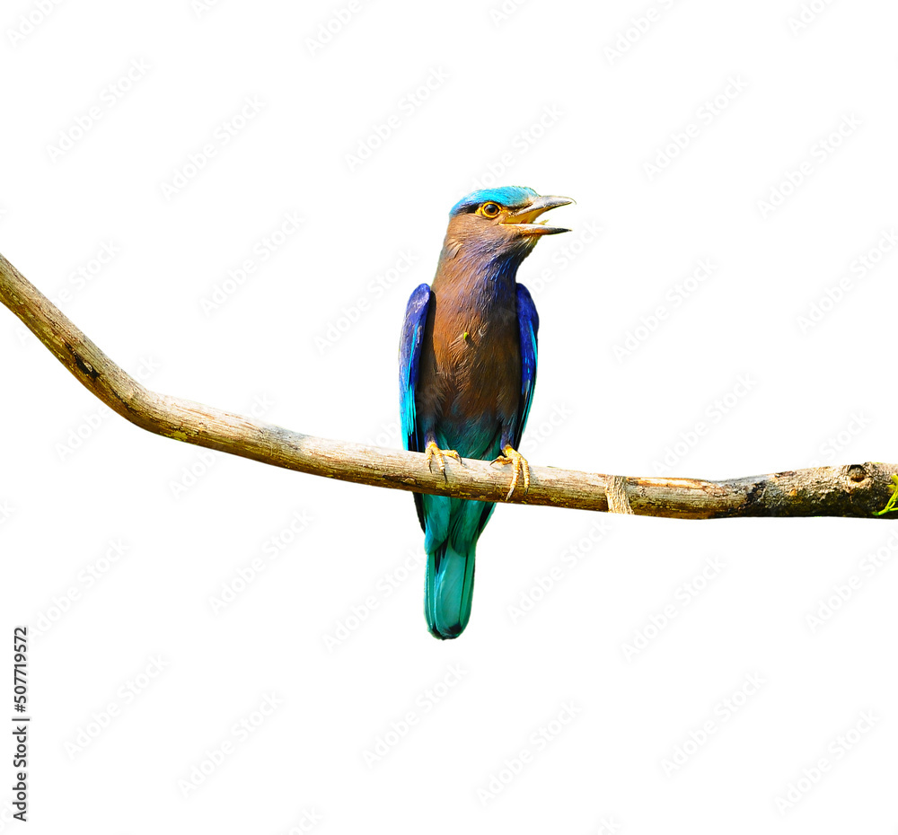Obraz premium Colorful bird on a branch (Indian Roller), isolated on white background