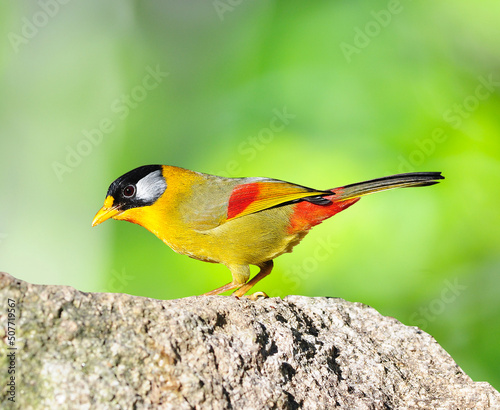 Colorful Bird (Silver-eared Mesia) on isolated white background