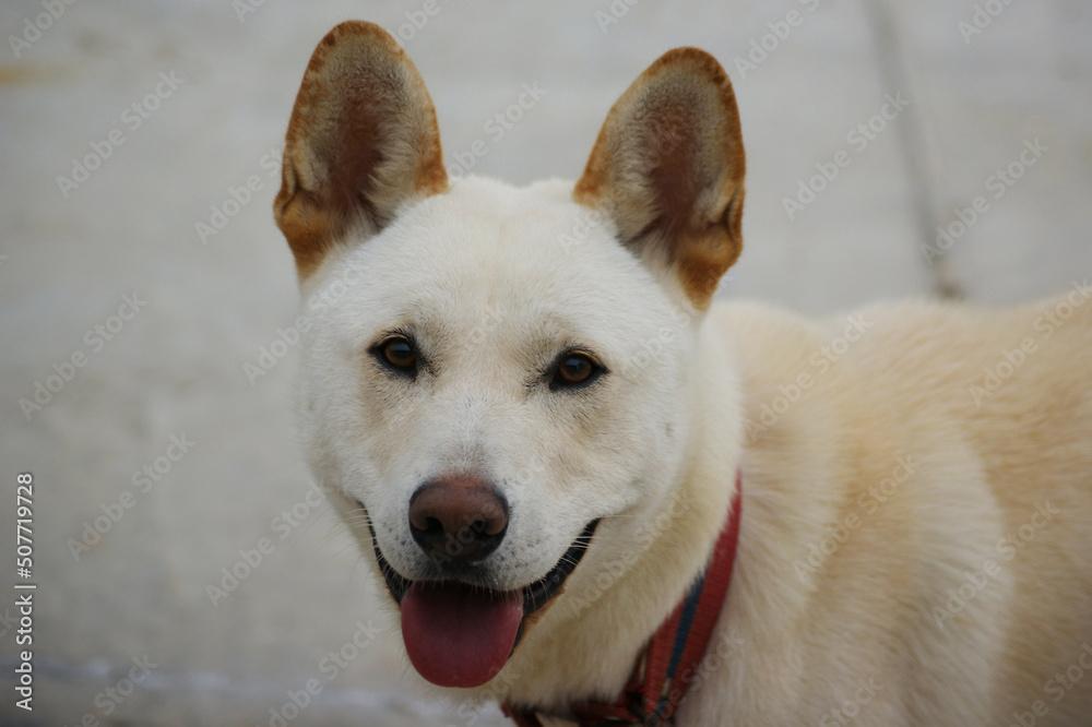 face of white dog sticking tongue out face of white dog sticking tongue out