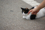 A stray cat that likes human hands