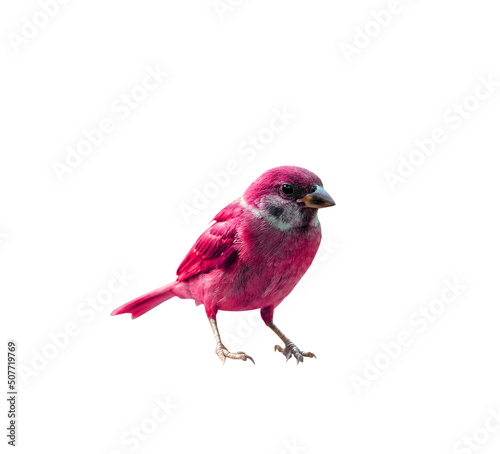 colorful Sparrow isolated on white background