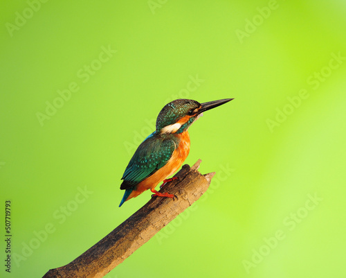 Bird Common Kingfisher on isolated Green background