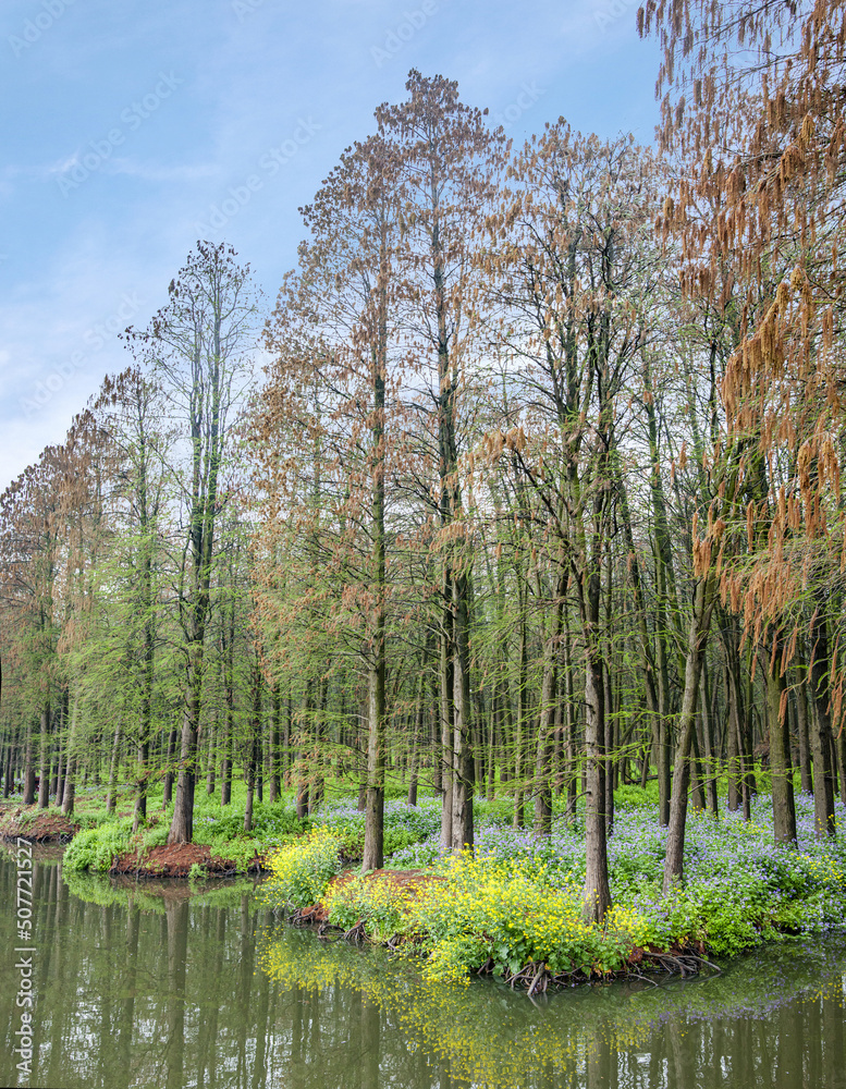 In the jiangsu province taizhou xinghua lee water forest park In the jiangsu province taizhou xinghua lee water forest park